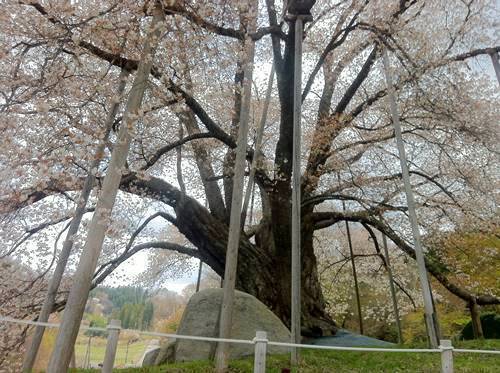 2019年越代の桜1.JPG