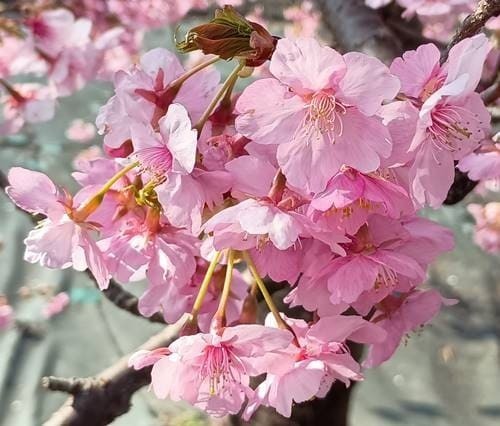 21世紀の森公園 河津桜(1).jpg