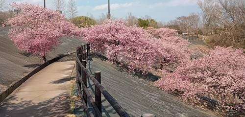 21世紀の森公園 河津桜(2).jpg