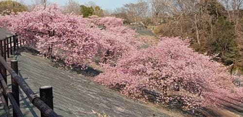 21世紀の森公園 河津桜(3).jpg