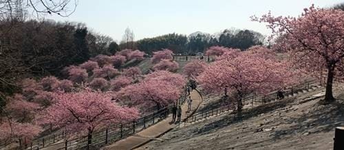 21世紀の森公園 河津桜(4).jpg
