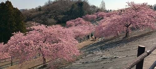 21世紀の森公園 河津桜(5).jpg