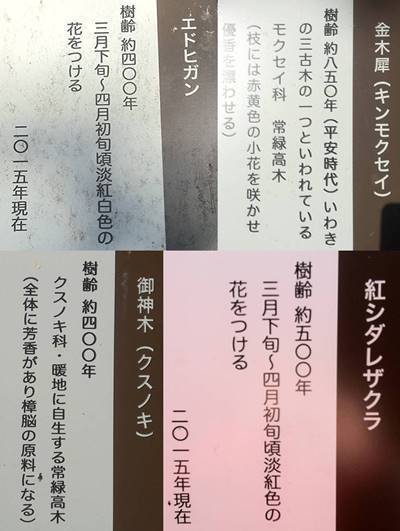 いわき市三島八幡神社 シダレザクラ 看板-horz-vert.jpg