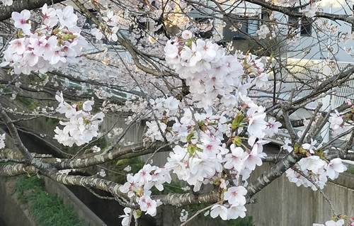 いわき市桜ツーリング2024年 団地の桜(1).jpg