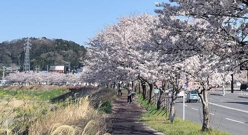 いわき市桜ツーリング2024年 新川.jpg