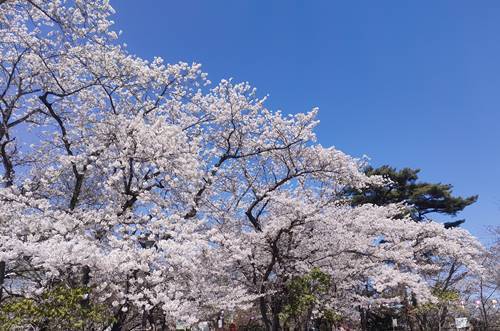 勿来の関 桜(1).jpg