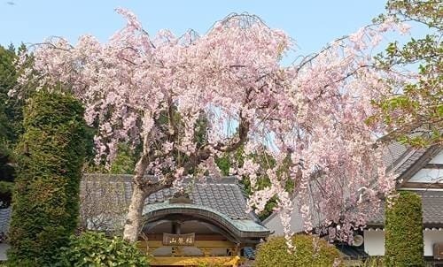 妙宝寺 桜.jpg