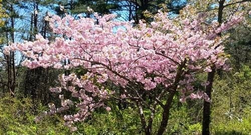 川内村 桜.jpg