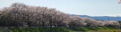 新川沿いの桜.jpg