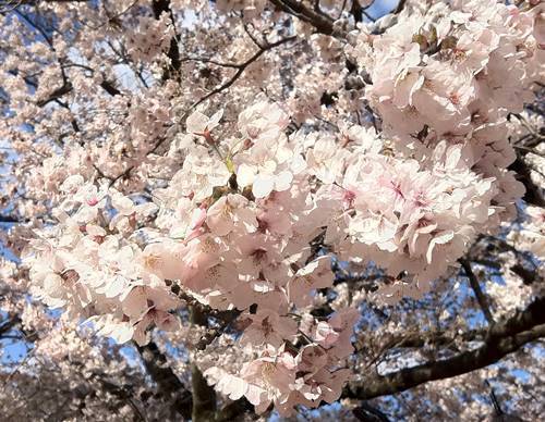 松ヶ岡公園 桜.JPG