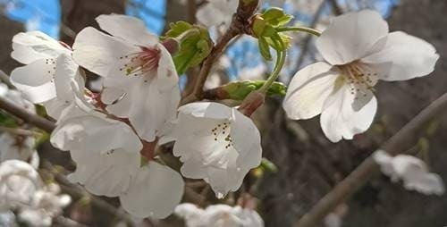 桜.jpg