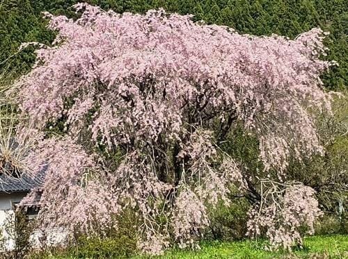 田人町 桜.jpg
