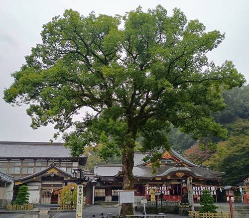 祐徳稲荷神社 御神木.jpg