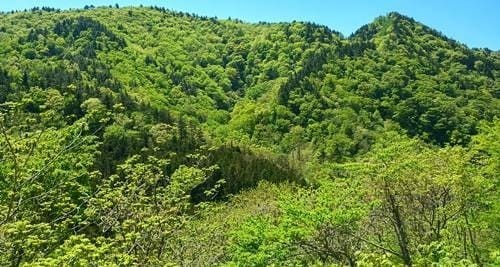 福島市 新緑.jpg