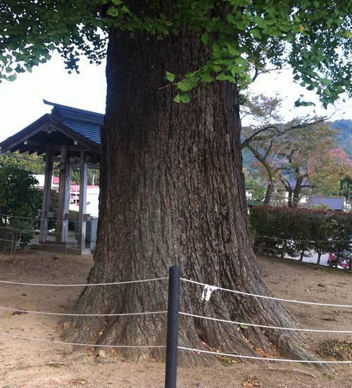 薬王寺薬師堂 大銀杏 幹.JPG