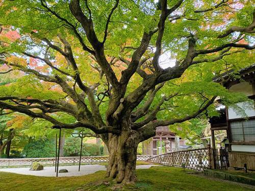 雷山千如寺 大カエデ.jpg