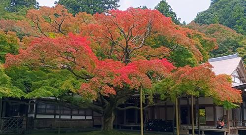雷山千如寺 大カエデ (1).jpg