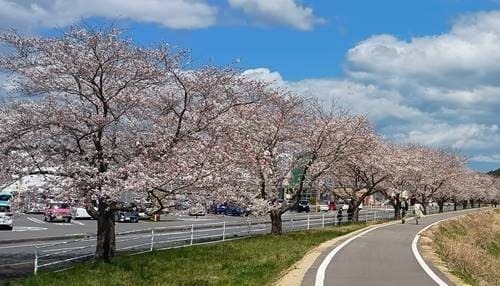 鹿島の千本桜.jpg