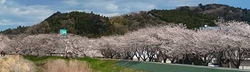 鹿島の千本桜 (1).jpg